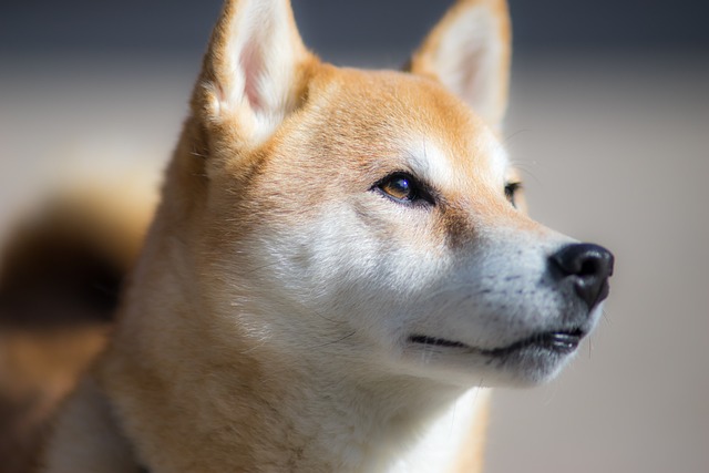 sh_1